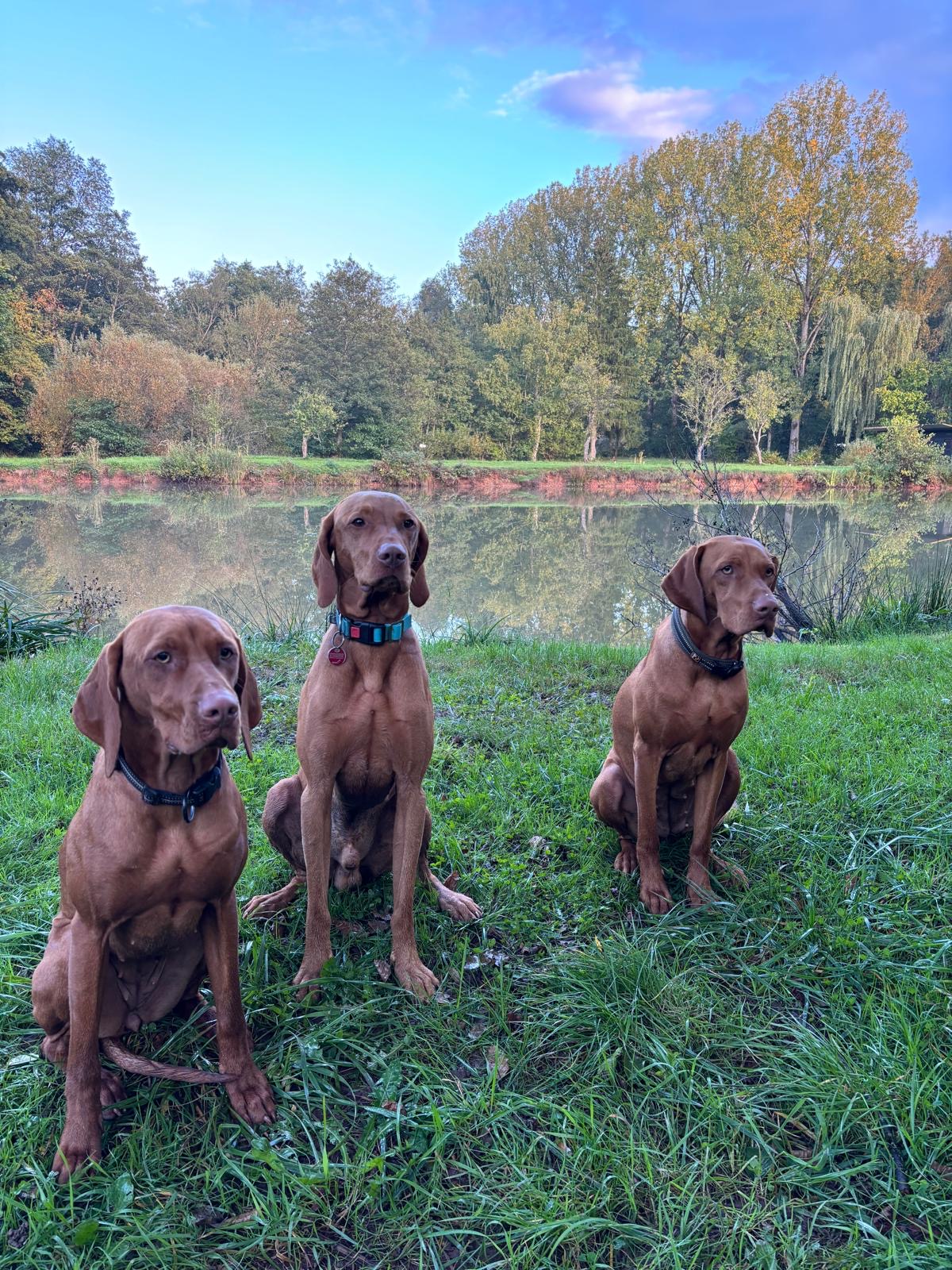 Unsere Hunde